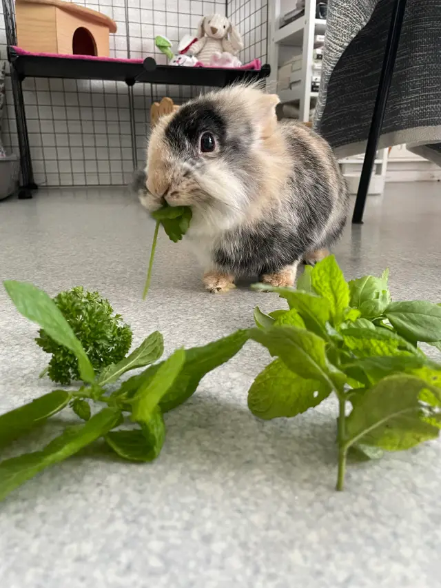 Pixie avec des legumes